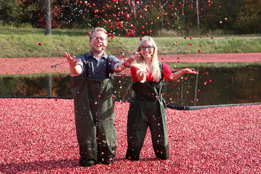 Toronto: Muskoka Cranberry Farm and Hardy Lake Hike - Muskoka Lakes Farm and Winery: the cranberry wade that makes the day memorable