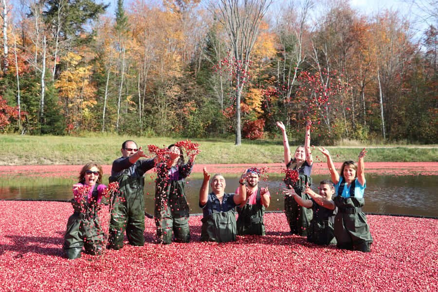 Toronto: Muskoka Cranberry Farm and Hardy Lake Hike - What to bring (and what to skip) for a better cranberry-and-hike day