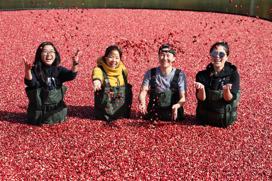 Toronto: Muskoka Cranberry Farm and Hardy Lake Hike - Getting to Gravenhurst first: why you’ll want that early break