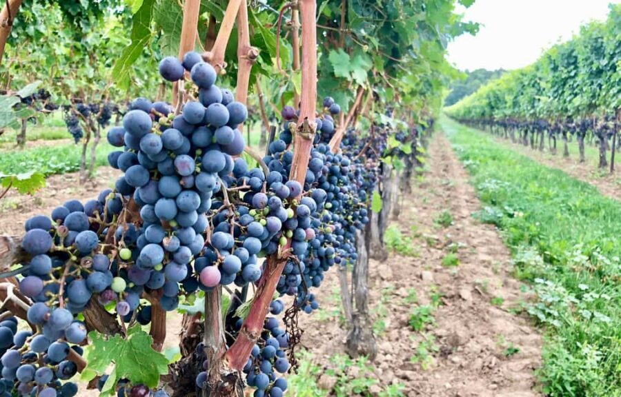Toronto: Niagara-on-the-Lake, Wine Tasting & Chocolate Tour - Who this tour is best for (and who should rethink it)