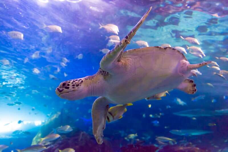 Toronto: Ripley's Aquarium of Canada Entry Ticket - Your route: nine galleries built for steady surprises