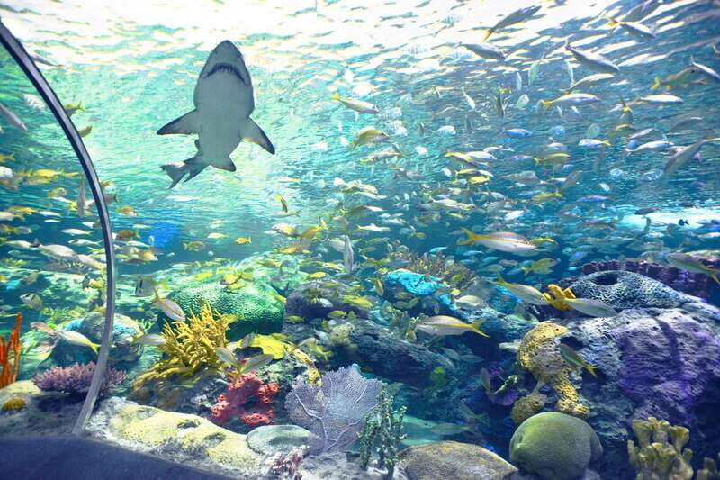 Toronto: Ripley's Aquarium of Canada Entry Ticket - Stingray touch pool: hands-on fun (and real responsibility)