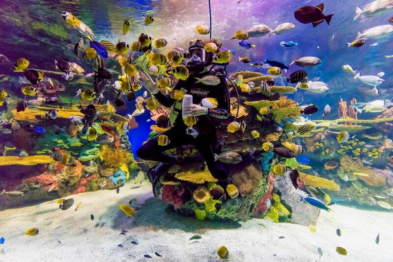 Toronto: Ripley's Aquarium of Canada Entry Ticket - Daily live underwater shows: learn while you watch