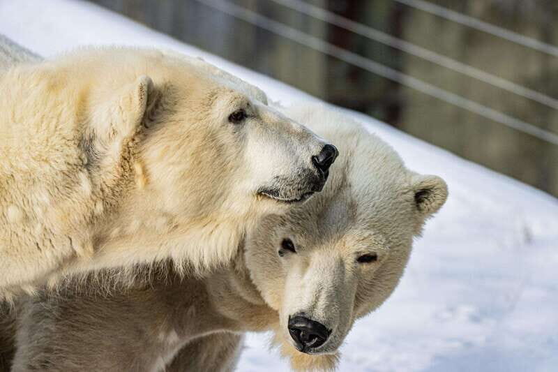 Toronto: Toronto Zoo Entry Ticket - Kids Zoo, Waterside Theatre, and Splash Island: Family-Friendly Breaks That Save Your Energy