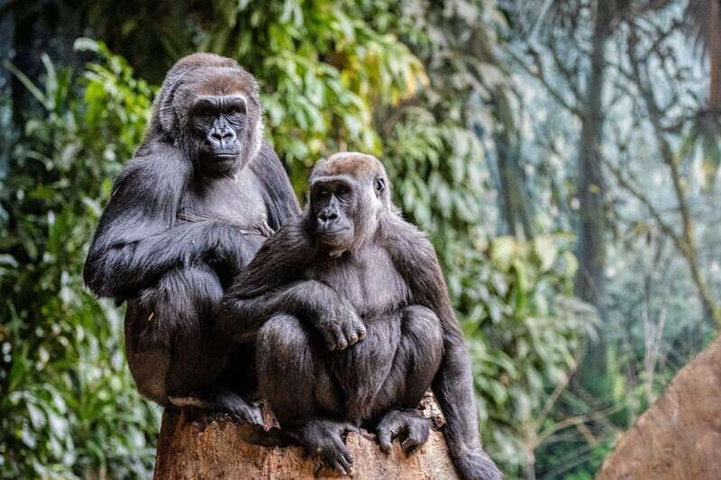 Toronto: Toronto Zoo Entry Ticket - How to Plan Your One-Day Route Without Burning Out