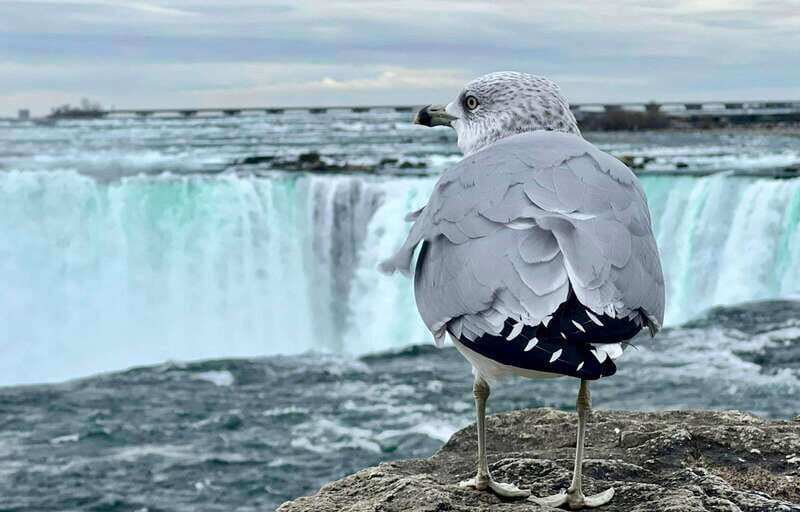 Toronto: Winter Niagara Falls Tour with Attractions Package - Door-to-Door Toronto Pickup and a Climate-Controlled Coach Ride