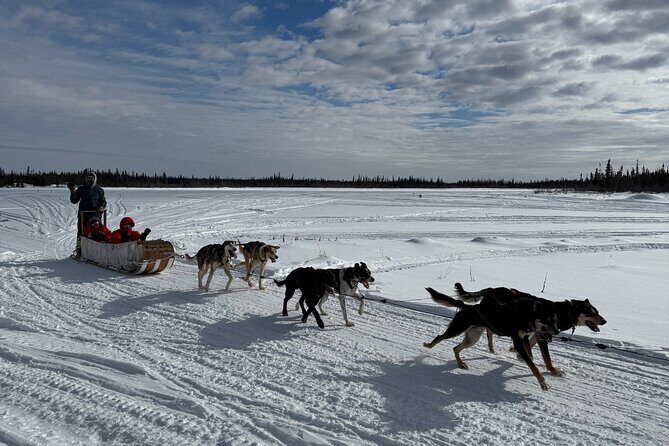Traditional Dog Sledding Adventure in Yellowknife - Key things you’ll notice right away
