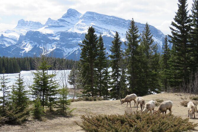 Transfer to Canmore & Banff: Yamnuska Wolfdog Sanctuary Tour - The Rockies Drive: Ranchlands, Foothills, and Ghost Lake Views