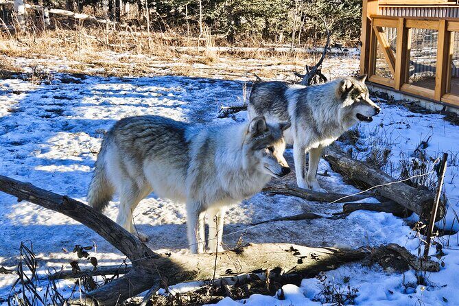 Transfer to Canmore & Banff: Yamnuska Wolfdog Sanctuary Tour - Banff National Park Day Pass: Use It for Town Time