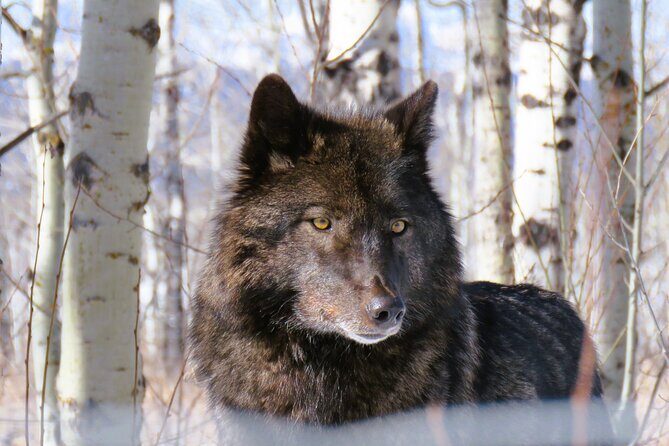 Transfer to Canmore & Banff: Yamnuska Wolfdog Sanctuary Tour - Your Guide and the Q&A Moment (Dia Is a Name You’ll Hear)