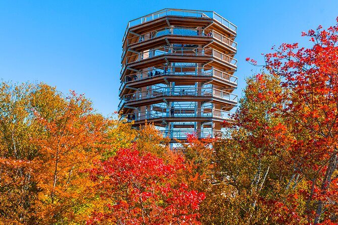 Treetop Observatory and Walk - Winter reality: cold top, outdoors the whole time