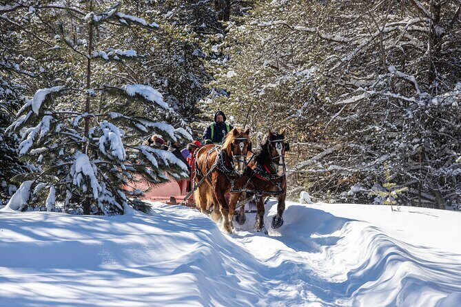 Tremblant Sleighride - From Meeting Point to Forest Trails: How the 50 Minutes Unfold