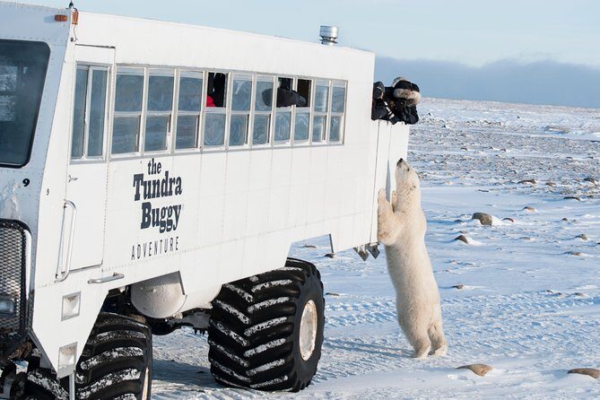 Tundra Buggy Autumn Day Tours - Key reasons this autumn Tundra Buggy tour works well