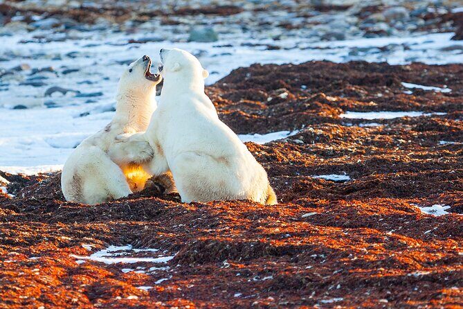 Tundra Buggy Autumn Day Tours - The Tundra Buggy ride: comfort that still lets you see