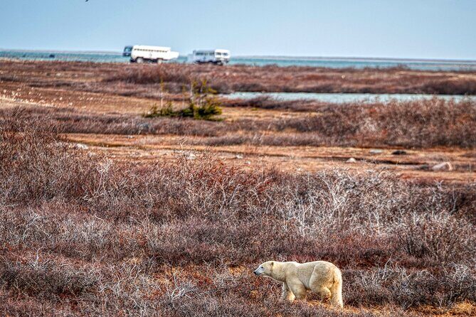 Tundra Buggy Autumn Day Tours - Frontiers North Adventures: what you do at the start