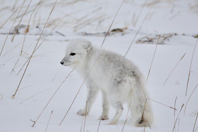 Tundra Buggy Autumn Day Tours - The 8-hour flow: building a real wildlife day, not a quick tour