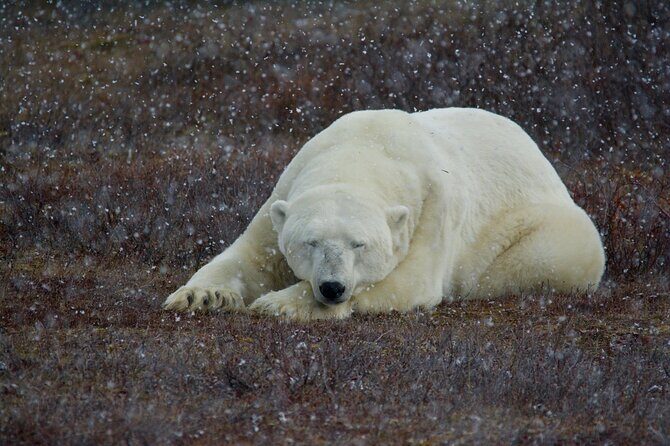 Tundra Buggy Autumn Day Tours - Price and value: is $414.97 worth it?
