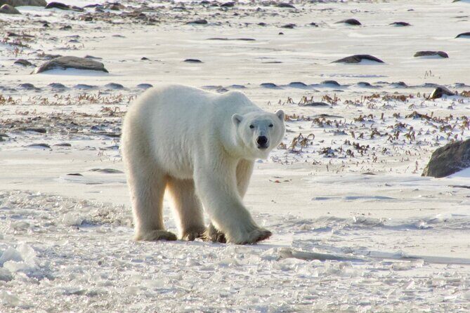 Tundra Buggy Autumn Day Tours - Autumn timing in Churchill: why this season is built for sightings