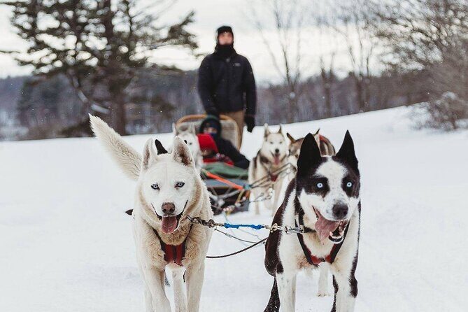 Ultimate Dog Sledding Tour - Day trip from Ottawa & Gatineau - Quick hits before you go