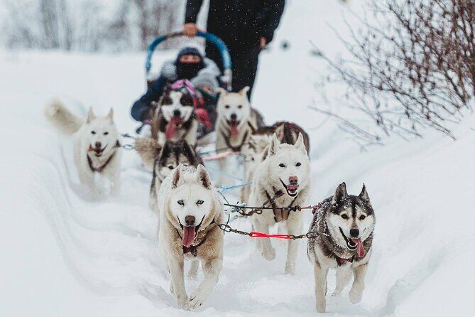 Ultimate Dog Sledding Tour - Day trip from Ottawa & Gatineau - Price and value: what $213.55 covers
