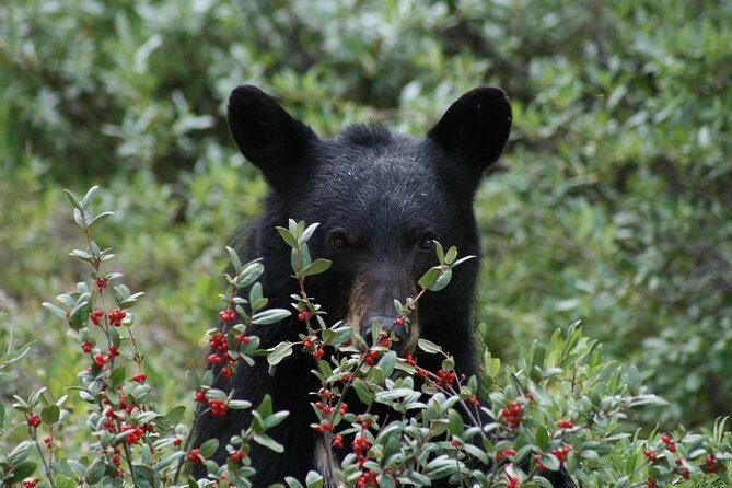 Ultimate Jasper Nature Walk - Hotel pickup and timing: easy start, but watch the limits