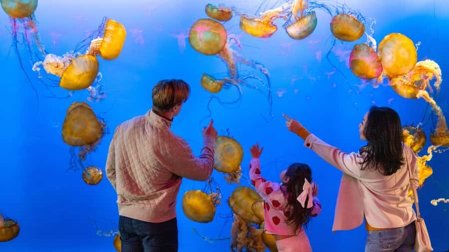 Vancouver Aquarium: Skip-the-Line Ticket - Vancouver Aquarium in Stanley Park: a day that moves at kid speed