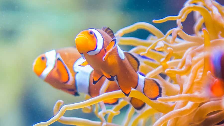 Vancouver Aquarium: Skip-the-Line Ticket - Clownfish Cove: a break for little legs (under age 8)