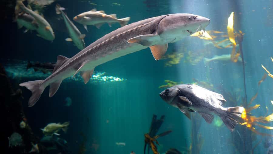 Vancouver Aquarium: Skip-the-Line Ticket - Facilities that make the visit easier (strollers, lockers, nursing rooms)