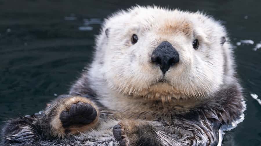 Vancouver Aquarium: Skip-the-Line Ticket - 4D Theatre Experience: effects that work even for reluctant viewers