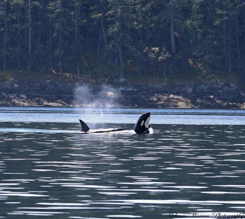Vancouver, BC: Whale Watching Tour Small Zodiac with Guide - Key Points That Matter