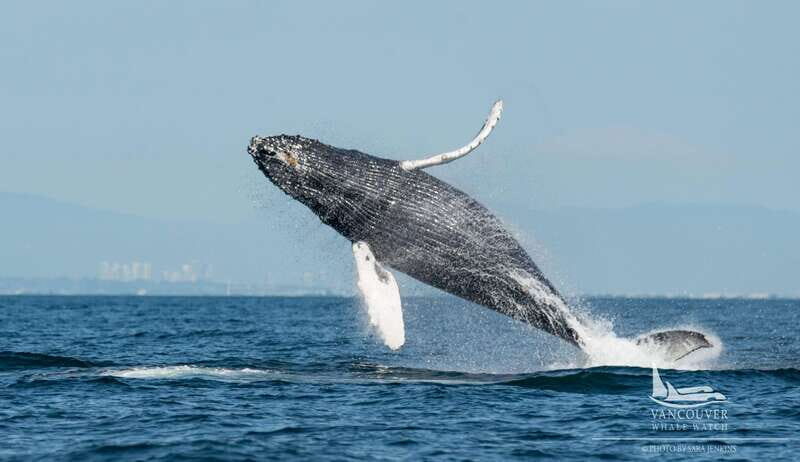 Vancouver, BC: Whale Watching Tour Small Zodiac with Guide - Where You Start: Richmond Check-In and Getting Suited
