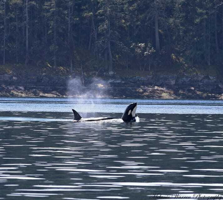 Vancouver, BC: Whale Watching Tour Small Zodiac with Guide - Duration and Timing: Why the Tour Length Can Flex