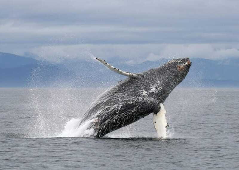 Vancouver, BC: Whale Watching Tour with Guide - Should You Book This Vancouver Whale Watching Tour?