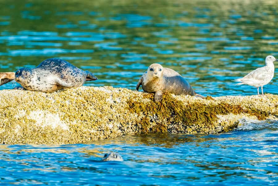 Vancouver: City and Seal Boat Tour - Weather suits and life jackets: comfort gear that actually helps