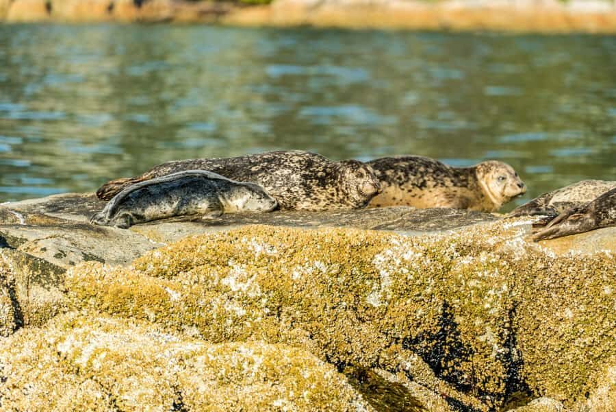 Vancouver: City and Seals Boat Tour - Weather suit comfort: how to dress for rain, wind, and cold