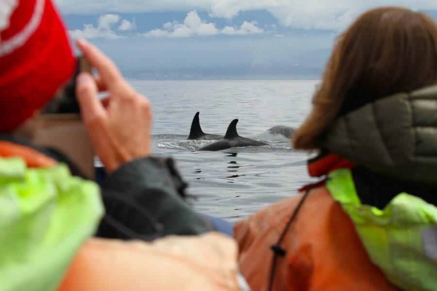 Vancouver: Day Trip to Victoria Seaplane with Whale Watching - Orca Spirit Adventures: what the 3-hour whale-watching outing is like