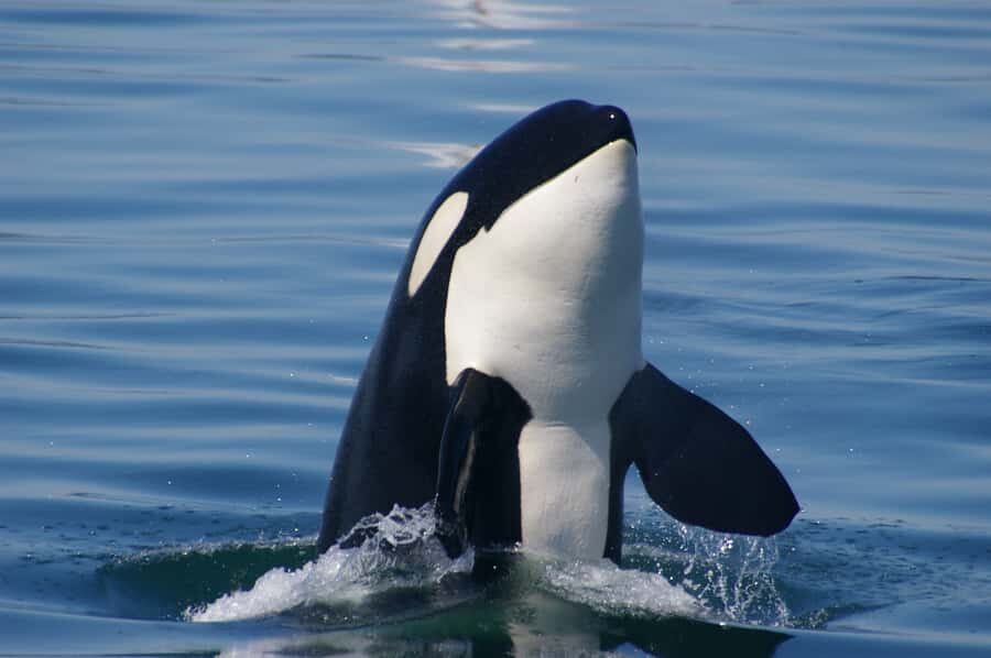Vancouver: Day Trip to Victoria Seaplane with Whale Watching - Sample day flow (with timing you can build around)