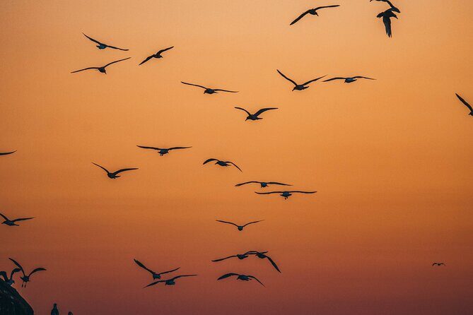 Vancouver Island: 2-Hour Evening Kayak Tour from Telegraph Cove - Wildlife you can hope to see at dusk