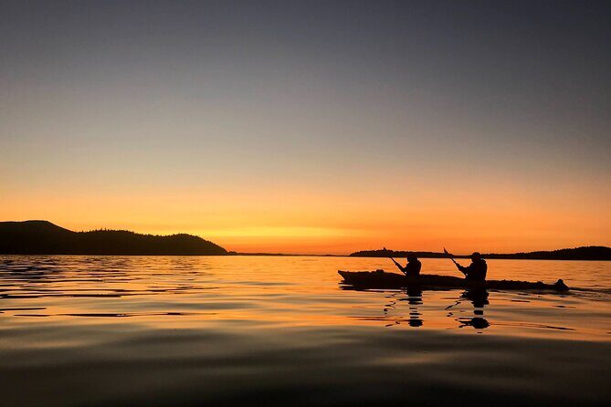 Vancouver Island: 2-Hour Evening Kayak Tour from Telegraph Cove - The paddle itself: bull kelp, herring action, and intertidal surprises