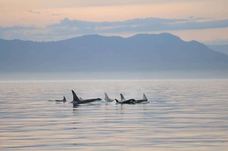 Vancouver Island: Cowichan Bay Sunset Whale Watching Tour - Cowichan Bay at Golden Hour: What This Sunset Cruise Really Delivers