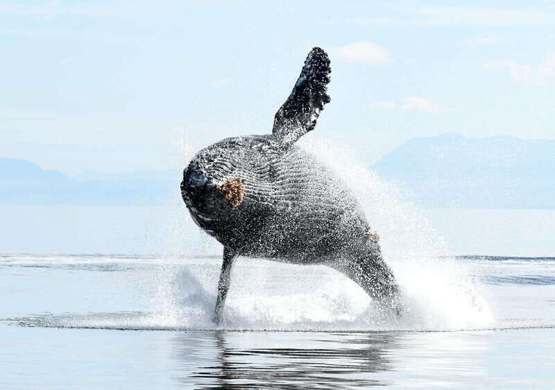 Vancouver Island: Cowichan Bay Sunset Whale Watching Tour - Wildlife Beyond Whales: Sea Lions, Bald Eagles, Harbour Seals, and More