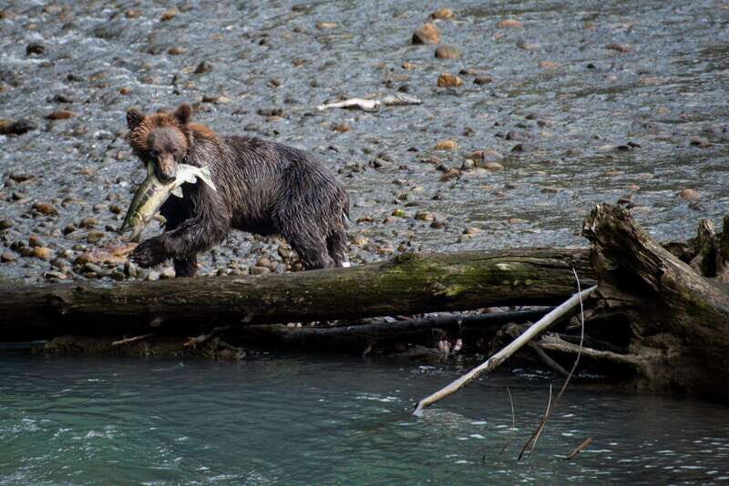 Vancouver Island: Full-Day Grizzly Bear Tour at Toba Inlet - What Makes Toba Inlet Work for Wildlife-First Sightseeing?