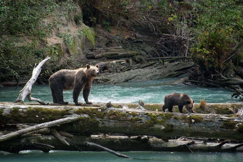 Vancouver Island: Full-Day Grizzly Bear Tour at Toba Inlet - What to bring (and what to avoid)