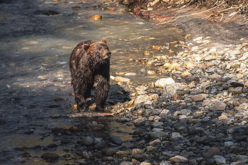 Vancouver Island: Full-Day Grizzly Bear Tour at Toba Inlet - Getting There: Campbell River Dock + That Quadra Island Lighthouse Drive-By