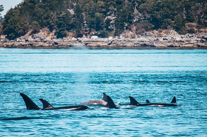 Vancouver Island: Half-Day Kayak Tour from Telegraph Cove - Price and value: is $128.87 a good deal?