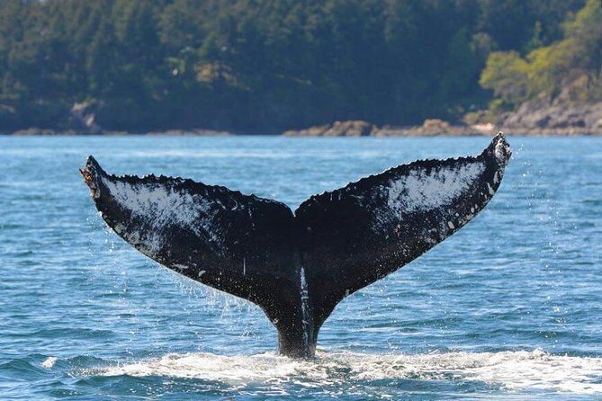 Vancouver Island Half-Day Whale Watching Tour - Telegraph Cove - Key Things to Know Before You Go