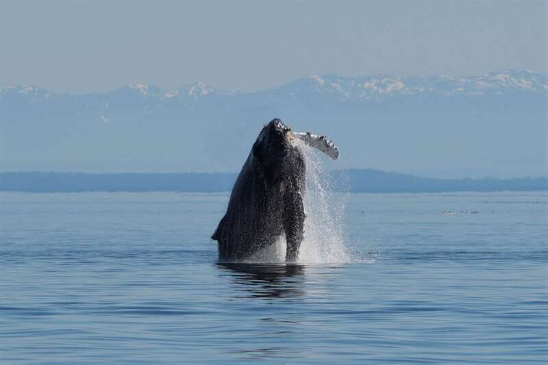 Vancouver Island: People Water Land - Indigenous & Whales - Salish Sea whale watching: what you might see and how to spot it