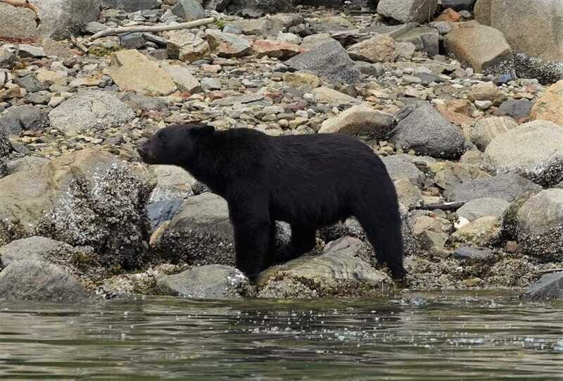 Vancouver Island: Spring Bears and Whales Full-Day Tour - What You’ll Look For: Shore Bears, Humpback Whales, and More