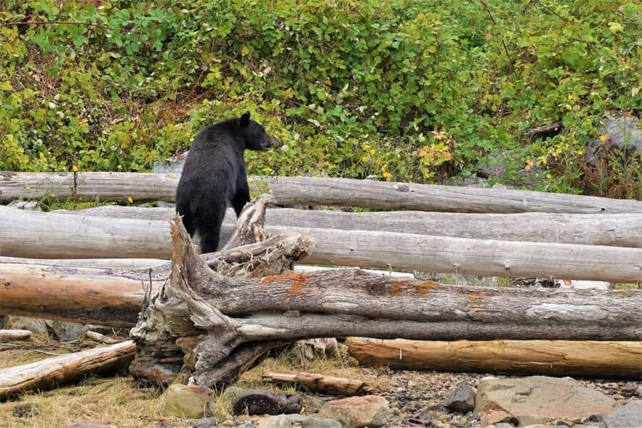 Vancouver Island: Spring Bears and Whales Full-Day Tour - The Naturalist and Skipper Partnership: Why It Feels More Than a Typical Whale Trip