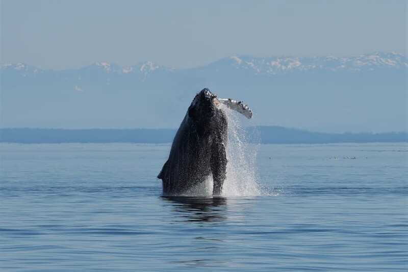 Vancouver Island: Spring Bears and Whales Full-Day Tour - Respectful Wildlife Viewing: The Distance Part